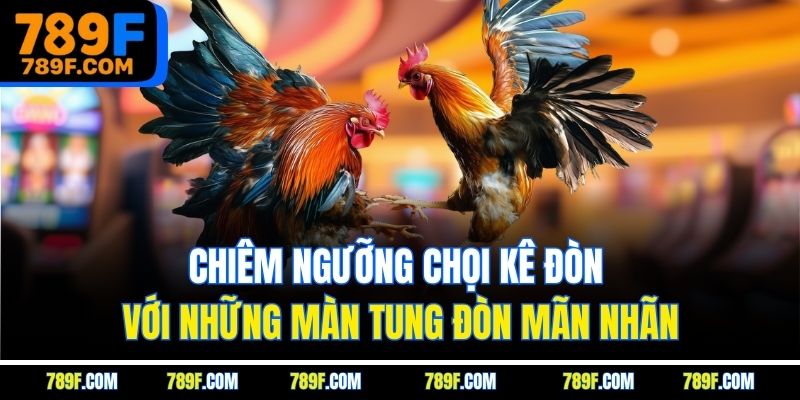 Chiêm ngưỡng chọi kê đòn với những màn tung đòn mãn nhãn