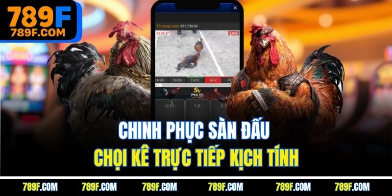 Chinh phục sàn đấu chọi kê trực tiếp kịch tính
