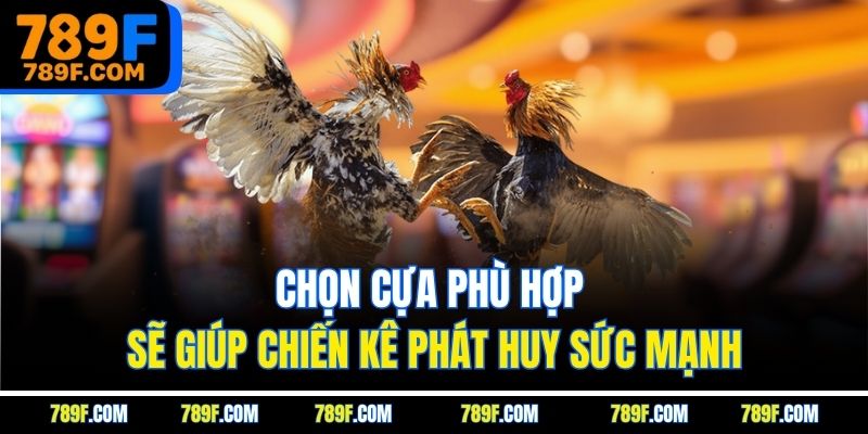 Chọn cựa phù hợp sẽ giúp chiến kê phát huy sức mạnh